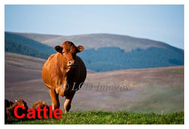 Cattle